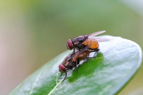 Mating fly macro Stock Photos
