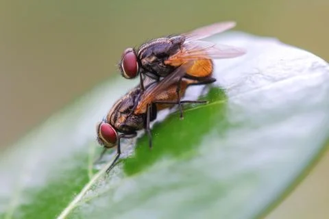 Mating fly macro Stock Photos