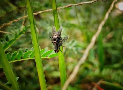 Mating the fly Stock Photos