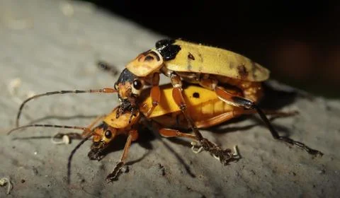 Mating flying beetles Stock Photos