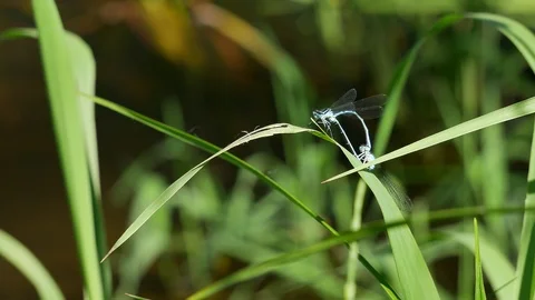 Mating 動画素材 117338874