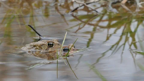 Mating frogs during lengthy process dive in water to relocate Stock Footage 100389278