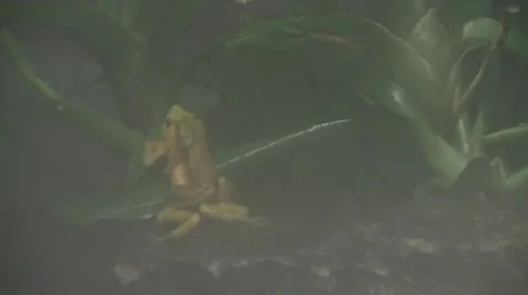 Mating Frogs Video stock 8574656