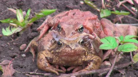 Mating frogs Stock Footage