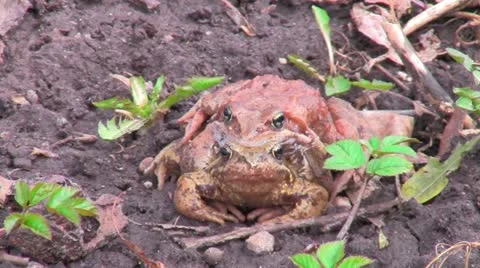 Mating frogs Video stock 10899345