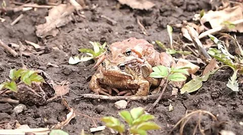 Mating frogs Stock Footage 10899357
