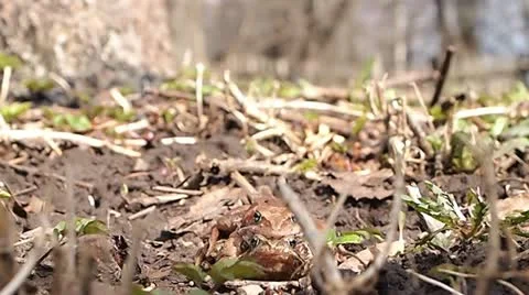 Mating frogs Stock Footage 10899370