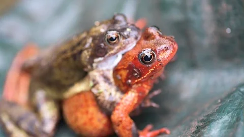 Mating Frogs Stock Footage