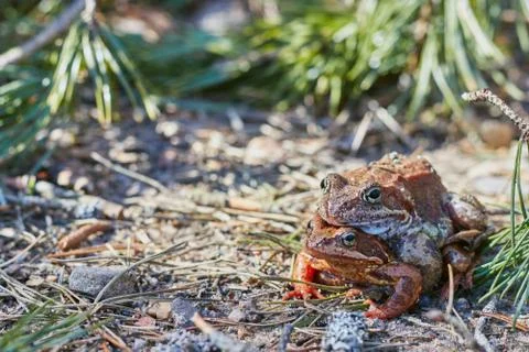 Mating frogs in the forest in clear weather in April. frogs close up. Stock Photos