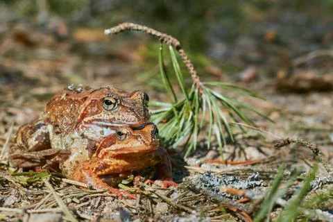 Mating frogs in the forest in clear weather in April. frogs close up. Stock Photos