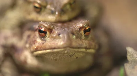 Mating frogs in the grass Macro Stock Footage 62276704
