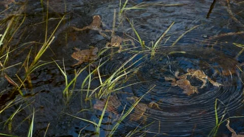 Mating Frogs in a Pond Stock Footage 192814009