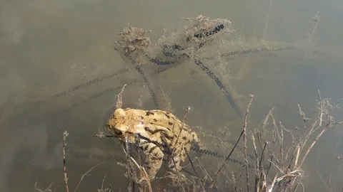 Mating frogs in spring time Stock Footage 127370701