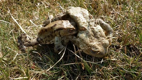 Mating frogs in spring time Stock Footage 127373795