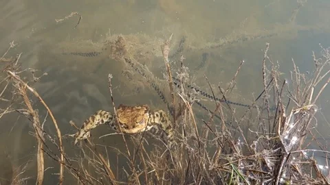 Mating frogs in spring time Stock Footage 127375843