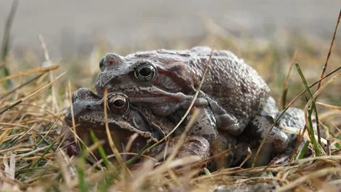 Mating frogs In spring time Stock Footage 205065722