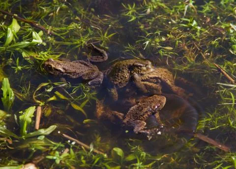 Mating frogs in water Stock Photos
