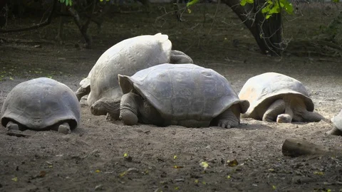 Mating Galapagos Tortoises Stock Footage 94201467