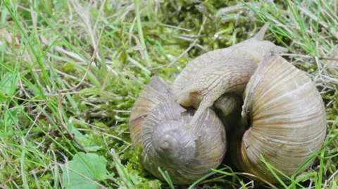 Mating game snails Stock-Footage 27503373