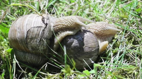 Mating game snails Video stock 27503885
