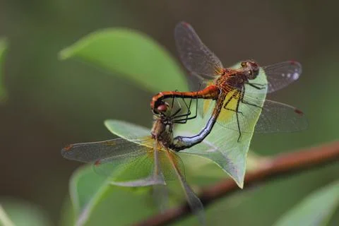 Mating games of dragonflies Stock Photos