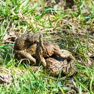 Mating games of frogs on earth. Stock Photos