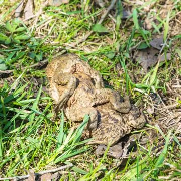 Mating games of frogs on earth. Stock Photos