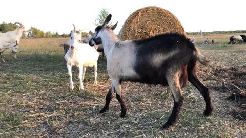 Mating games of goats on the farm. Stock-Footage 139342010
