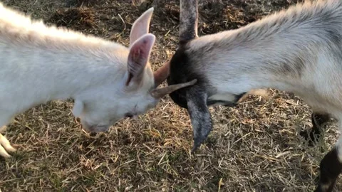 Mating games of goats on the farm. Video stock 194943252