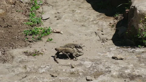 Mating games of lizards in the rocks. Selective focus. Stock Footage 198144367