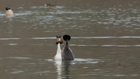 Mating games of a pair of great grebes on a lake Video stock 306373179