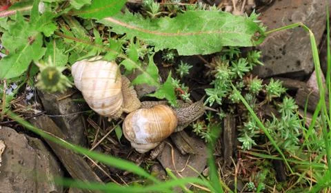 Mating of garden snails Stock Photos