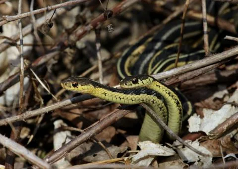 Mating Garter Snakes Stock Photos
