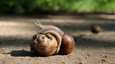 Mating of grape snails in their natural habitat 스톡 사진