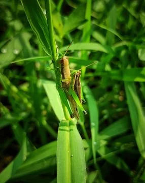 Mating of grasshopper Stock Photos
