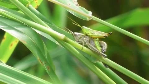 Mating grasshoppers 1 Stock Footage 169759438