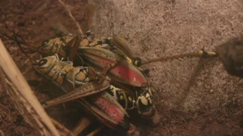 Mating Grasshoppers Video stock 8573426