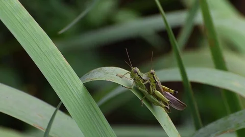 Mating grasshoppers Stock Footage 83374470