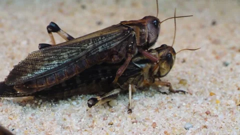 Mating grasshoppers  Stock Footage 244646272