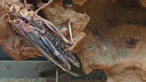 Mating grasshoppers Stock Footage 245040682