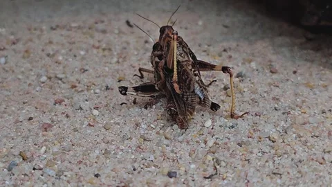 Mating grasshoppers  Stock Footage 272436357