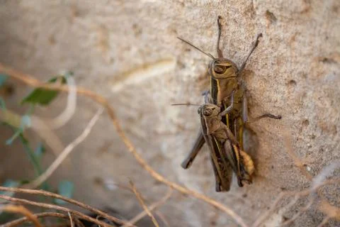 Mating Grasshoppers Stock Photos