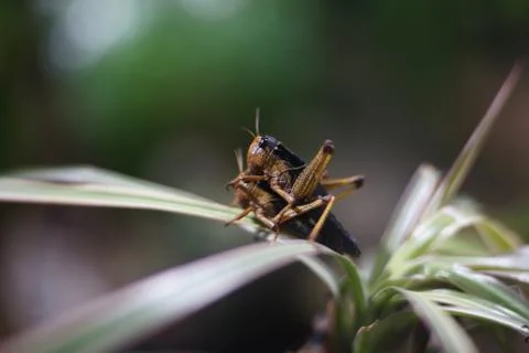 Mating grasshoppers Stock Photos
