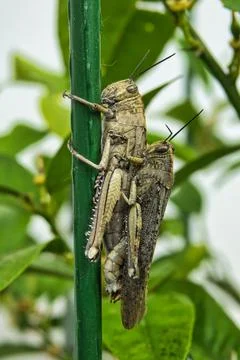 Mating grasshoppers in spring Stock Photos
