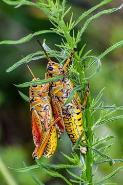 Mating grasshoppers on a swamp plant Stock Photos