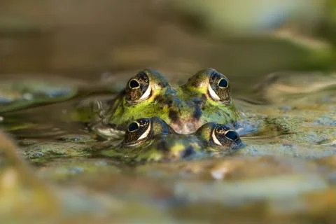 Mating green frogs Stock Photos