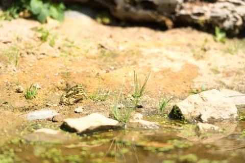 Mating green frogs Foto stock