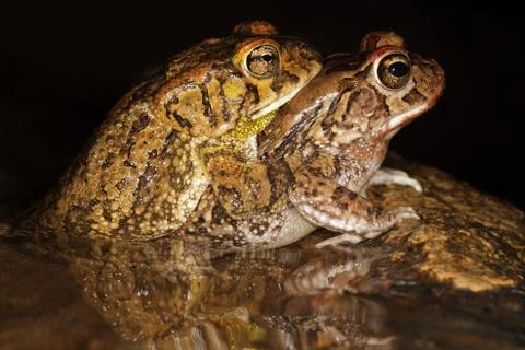 Mating guttural toads Stock Photos