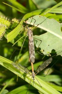 Mating hanging fly Stock Photos