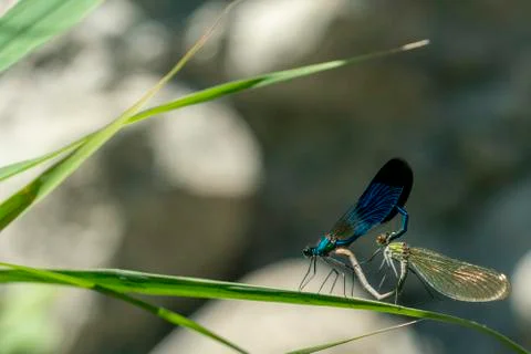 Mating hearth dragonfly macro close up detail Stock Photos
